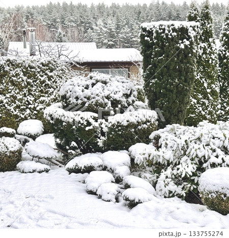 Winter garden transforming with fresh snow, evergreens wearing white blankets, scenic house in snowy forest background Winter garden transforming with fresh snow, evergreens wearing white blankets, scenic house in snowy forest background 133755274