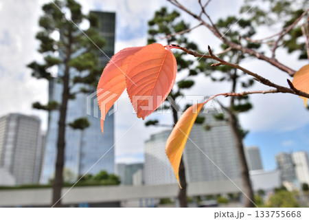 秋色に染まる木々の葉 133755668