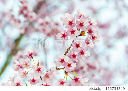 満開に咲き誇る陽光桜の美しい春景色 133755749