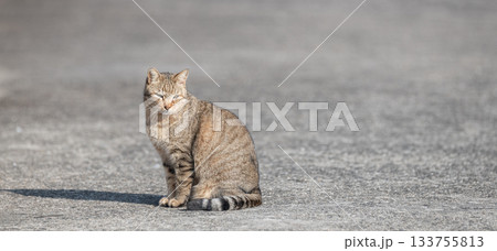 道端で座っている猫 道端で座っている猫 133755813