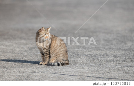 道端で座っている猫 道端で座っている猫 133755815