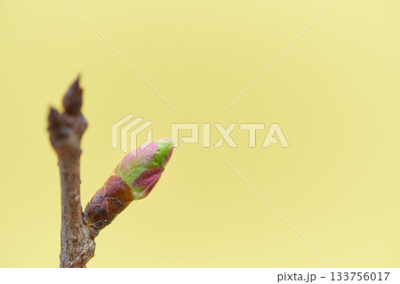 薄黄色背景の冬芽が膨らんできた桜の花の蕾アップ 133756017
