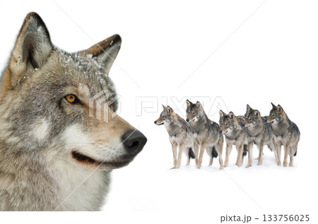 Gray wolf portrait isolated on white background Gray wolf portrait isolated on white background 133756025