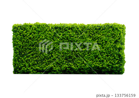Green hedge isolated on white background 133756159