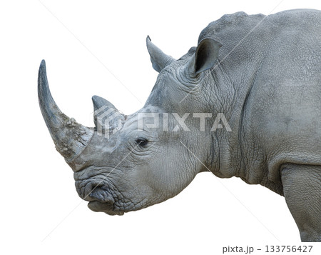white rhino isolated on white background white rhino isolated on white background 133756427