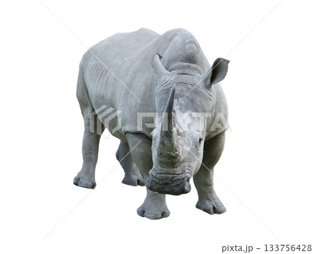 white rhino isolated on white background white rhino isolated on white background 133756428