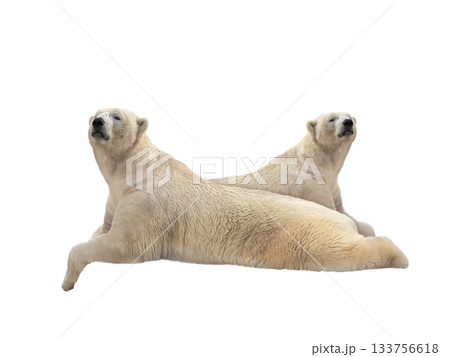 polar bear lies isolated on white background polar bear lies isolated on white background 133756618