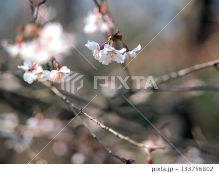 3月に美しく咲いたキンキマメザクラ（近畿豆桜） 133756802