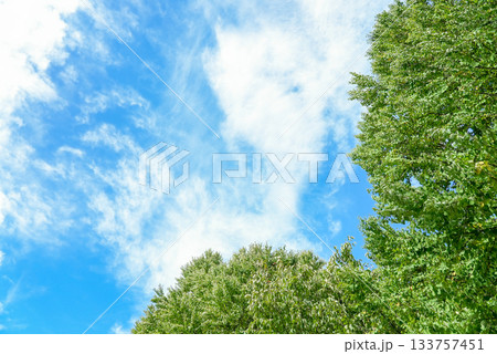 青空と木03 133757451