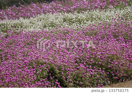 ピンクと白の花びらの千日紅の花畑の風景 133758175