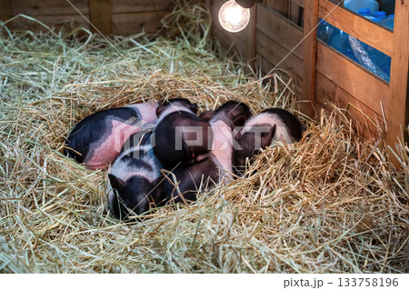 Piglets Sleeping in Hay 133758196