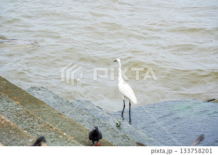 Egret Standing on Rock Egret Standing on Rock 133758201