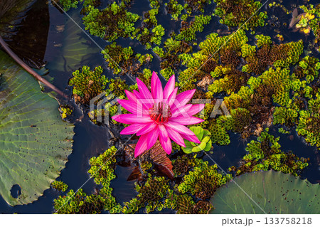 Close-up pink lotus blooming Close-up pink lotus blooming 133758218