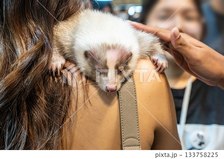 Ferret Resting on Shoulder Ferret Resting on Shoulder 133758225