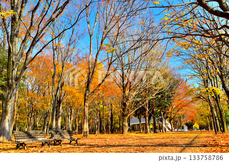 都立 光が丘公園(東京都練馬区)【2025.11】 133758786