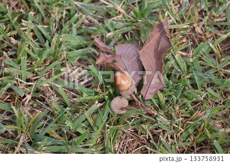 緑の草の地面に木の枝についた茶色のどんぐりの落ちている風景 133758931