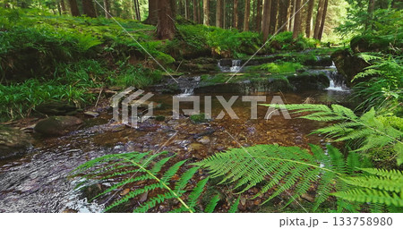 Forest stream with clear flowing water and soft birdsong. Relaxing natural ambience captured in a peaceful woodland setting, perfect for meditation and nature themes. Forest stream with clear flowing water and soft birdsong. Relaxing natural ambience captured in a peaceful woodland setting, perfect for meditation and nature themes. 133758980