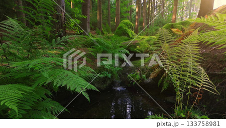 Forest stream with clear flowing water and soft birdsong. Relaxing natural ambience captured in a peaceful woodland setting, perfect for meditation and nature themes. Forest stream with clear flowing water and soft birdsong. Relaxing natural ambience captured in a peaceful woodland setting, perfect for meditation and nature themes. 133758981