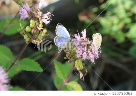 秋の庭に咲くピンク色のダンギクの花の蜜を吸う2匹のヤマトシジミ蝶 秋の庭に咲くピンク色のダンギクの花の蜜を吸う2匹のヤマトシジミ蝶 133759362
