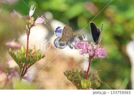 秋の庭に咲くピンク色のダンギクの花の蜜を吸う2匹のヤマトシジミ蝶 133759363