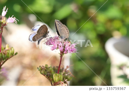 秋の庭に咲くピンク色のダンギクの花の蜜を吸う2匹のヤマトシジミ蝶 133759367