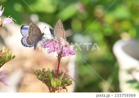 秋の庭に咲くピンク色のダンギクの花の蜜を吸う2匹のヤマトシジミ蝶 133759369