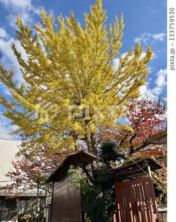 阿部野神社(紅葉) 阿部野神社(紅葉) 133759530