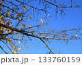 落葉した桜の木 133760159