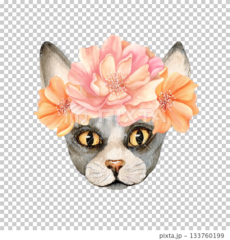 Sphynx cat head with flowers. Sphinx hairless animal with peony. Cute grey floral kitty. Watercolor isolated clip art. Hand drawn character illustration for card, fashion spring textile, stationery Sphynx cat head with flowers. Sphinx hairless animal with peony. Cute grey floral kitty. Watercolor isolated clip art. Hand drawn character illustration for card, fashion spring textile, stationery 133760199