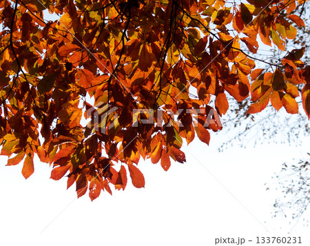 色づいた葉 133760231