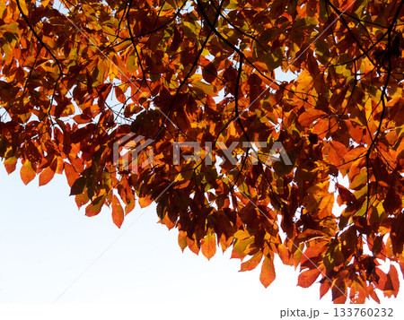 色づいた葉 133760232