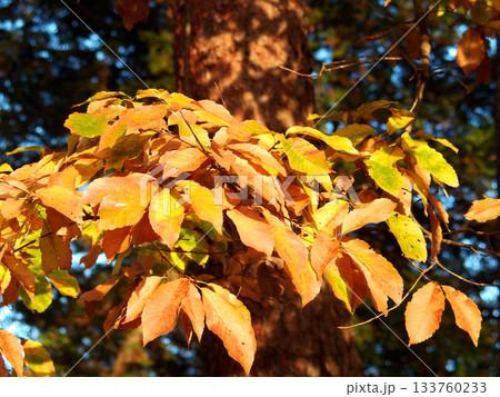 色づいた葉 色づいた葉 133760233