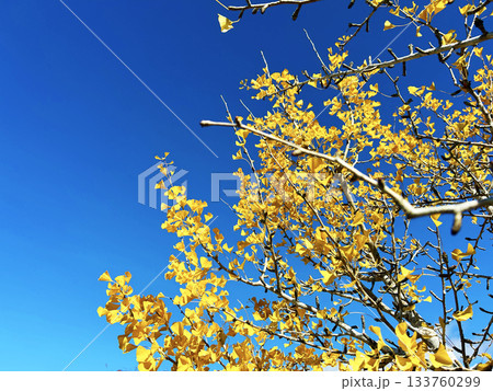 青空とイチョウの木 133760299