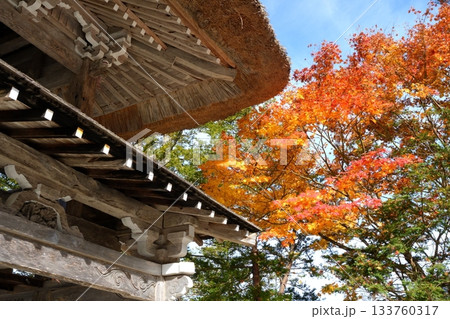 岐阜県白川郷の明善寺にある藁葺き屋根の鐘楼門と紅葉と晴れた空【11月】 岐阜県白川郷の明善寺にある藁葺き屋根の鐘楼門と紅葉と晴れた空【11月】 133760317