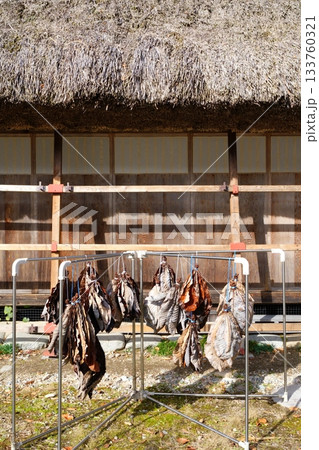 岐阜県白川郷の合掌造り住宅の庭に干された朴葉と背景の藁葺き屋根【11月】 岐阜県白川郷の合掌造り住宅の庭に干された朴葉と背景の藁葺き屋根【11月】 133760321