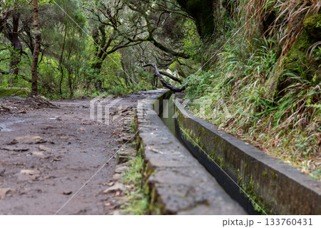 Hiking path follows stone levada in Madeira through humid forest with ferns moss and greenery 133760431