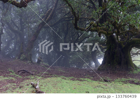 Misty laurel forest in Fanal Madeira with ancient mossy trunks rising from damp foggy ground below Misty laurel forest in Fanal Madeira with ancient mossy trunks rising from damp foggy ground below 133760439