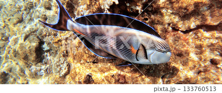 Underwater seascape on the coral reef in Red Sea, Egypt 133760513