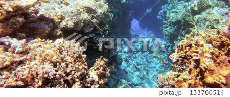 Underwater seascape on the coral reef in Red Sea, Egypt 133760514