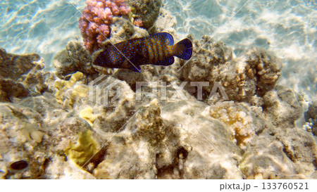 Underwater seascape on the coral reef in Red Sea, Egypt 133760521