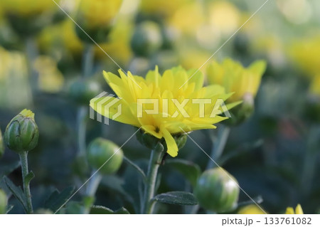 秋の庭に咲き誇る黄色い小さな菊の花 133761082