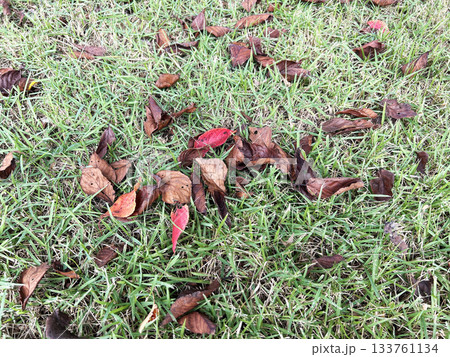 芝生の上の落ち葉 133761134