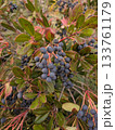 紅葉した葉とたわわに実ったシャリンバイの黒い実 133761179