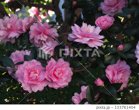 日陰のオトメサザンカ（乙女山茶花のピンクの花々） 133761404