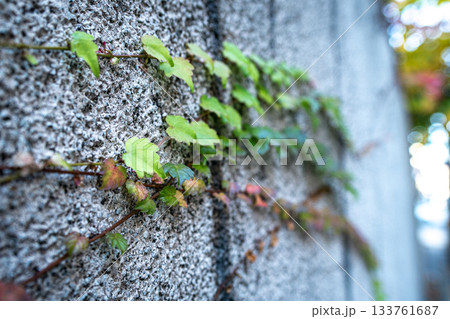 ツタ ツタ 133761687