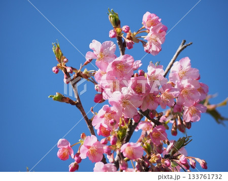 青空に映える河津桜 青空に映える河津桜 133761732