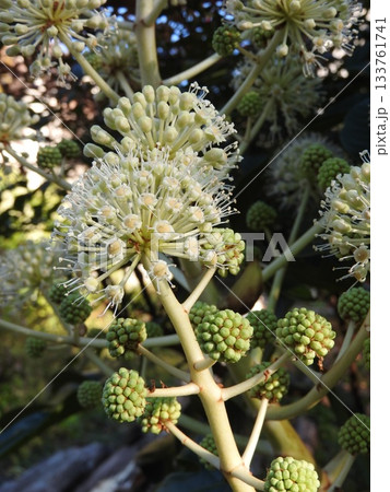 日本固有種であるウコギ科の常緑低木「ヤツデ」の花 日本固有種であるウコギ科の常緑低木「ヤツデ」の花 133761741