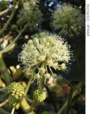 日本固有種であるウコギ科の常緑低木「ヤツデ」の花 日本固有種であるウコギ科の常緑低木「ヤツデ」の花 133761742