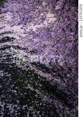 【お堀の桜】幽玄の美【諏訪高島城】 【お堀の桜】幽玄の美【諏訪高島城】 133761850