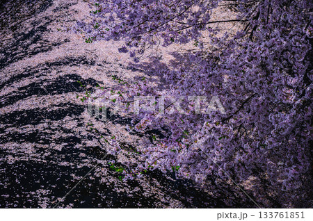 【お堀の桜】幽玄の美【諏訪高島城】 【お堀の桜】幽玄の美【諏訪高島城】 133761851